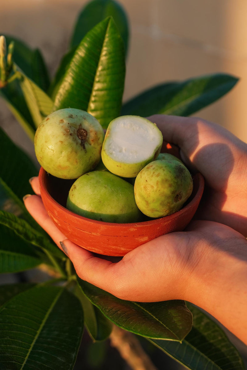 Apple Gourd (Tinda)