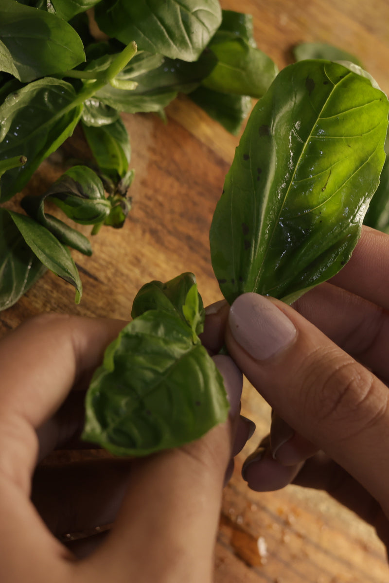 Basil
