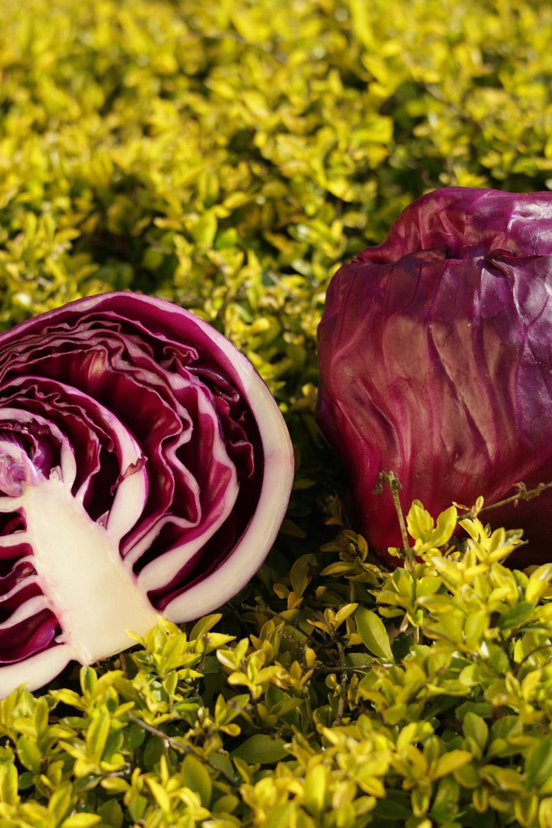 Cabbage Red