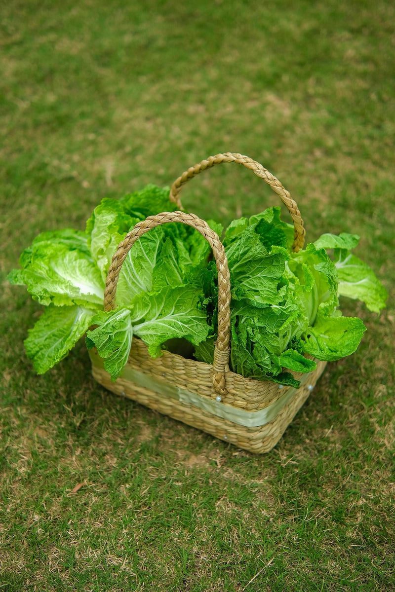 Iceberg Lettuce