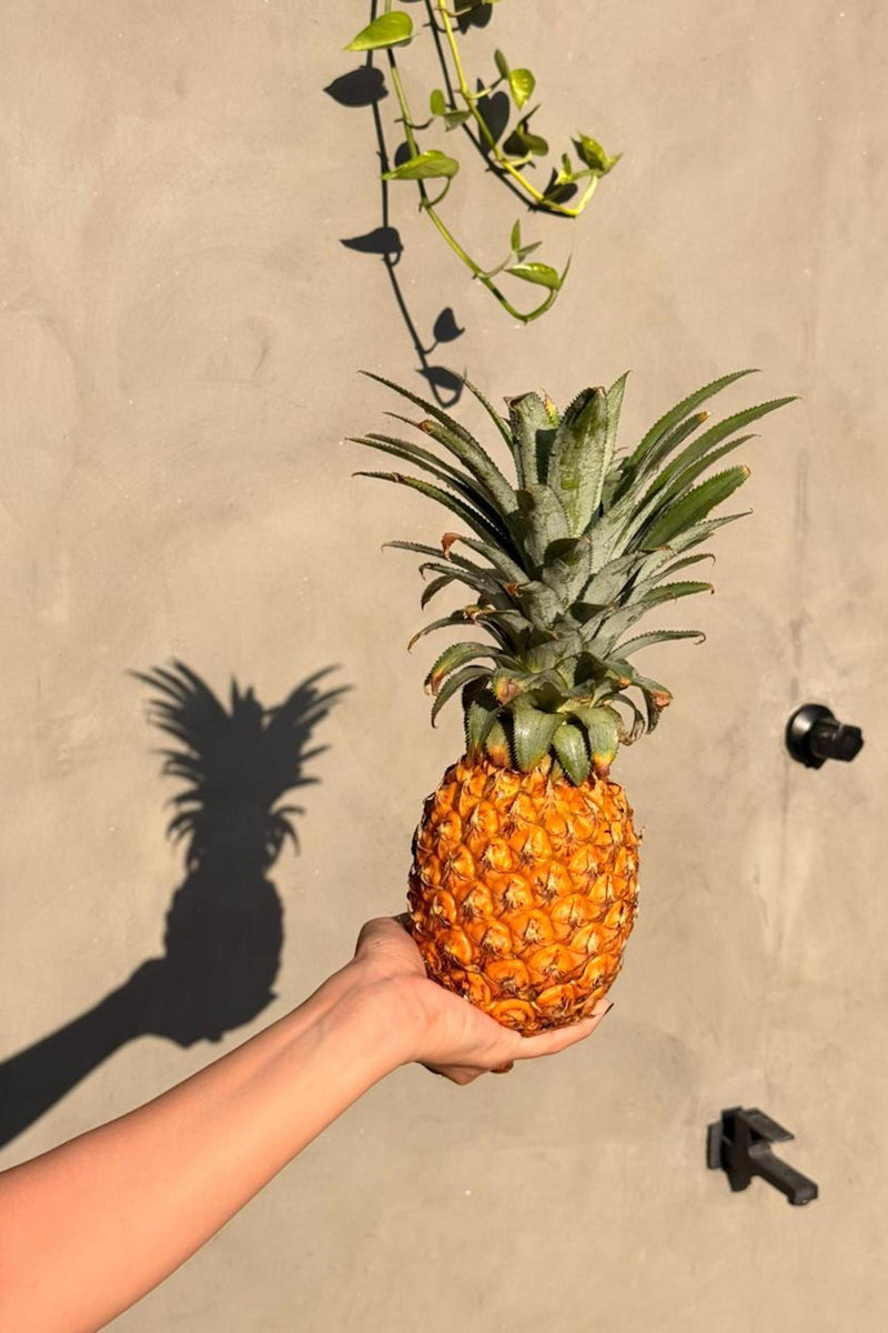 Pineapple