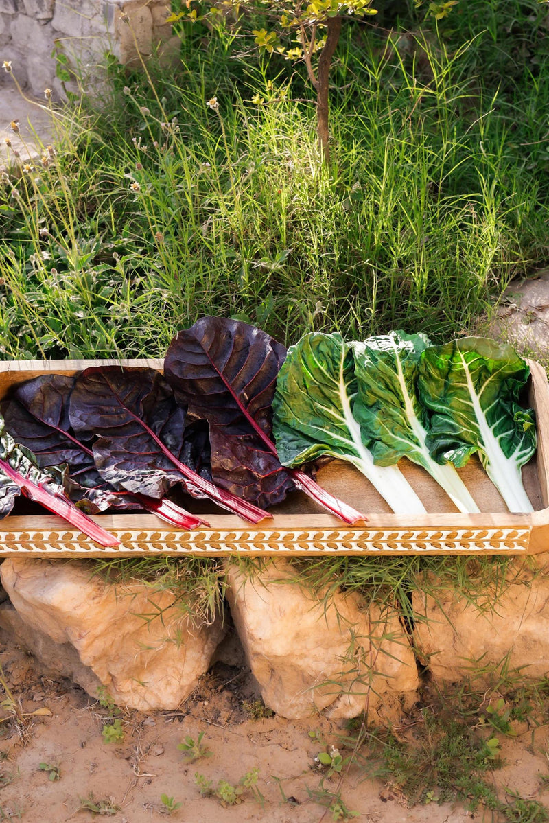 Rainbow Swiss Chard