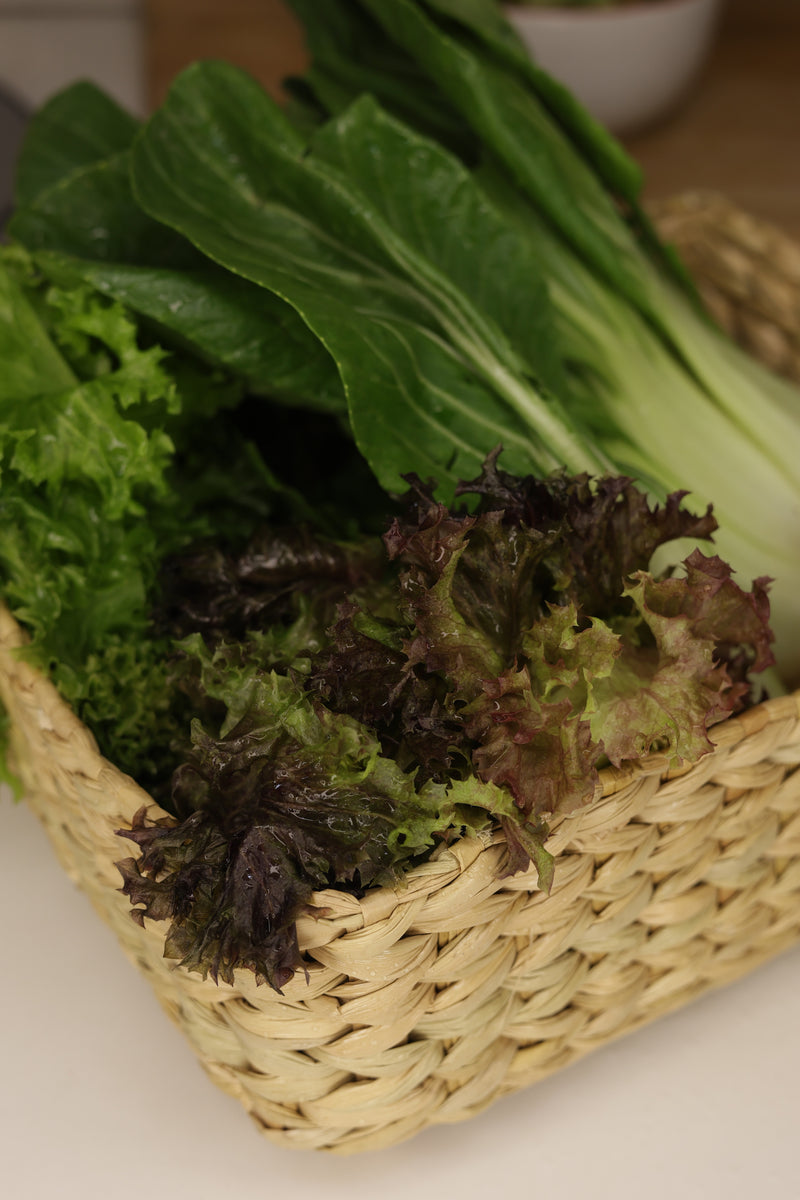 Red Lollo Rosso Lettuce