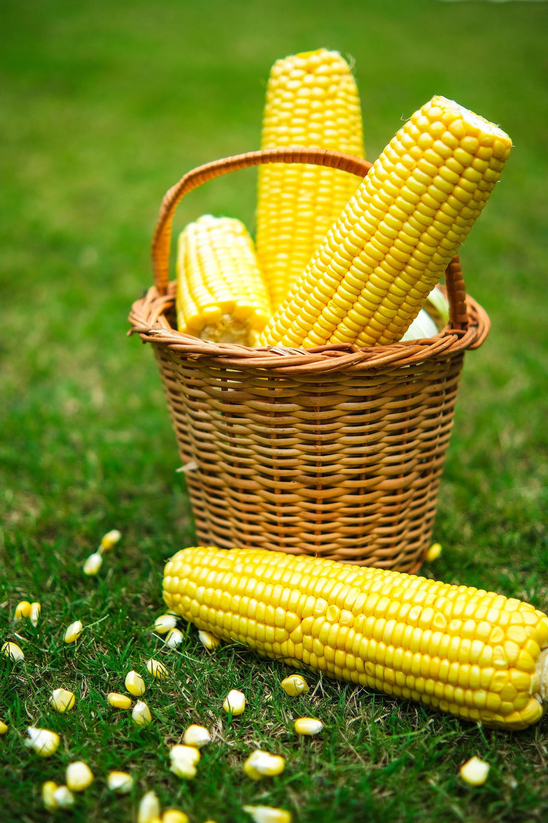 Sweet Corn